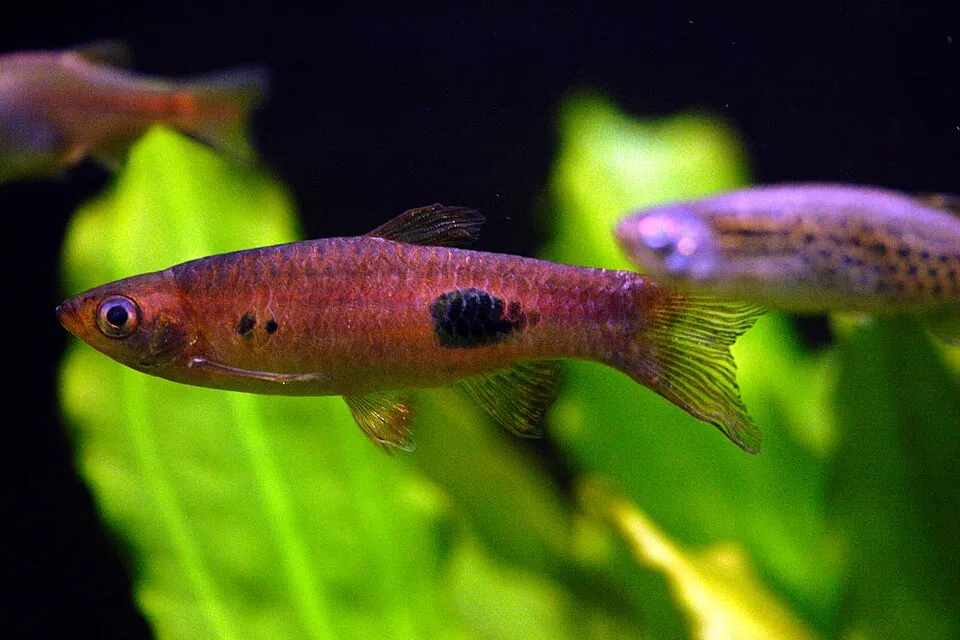 Clown rasbora (Rasbora kalochroma)
