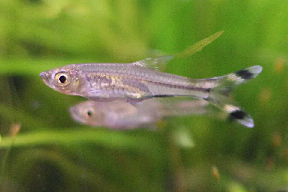 Scissortail rasbora (Rasbora trilineata)