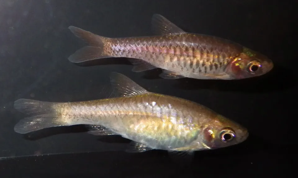 Volcano rasbora (Rasbora vulcanus)