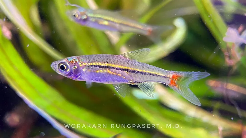 Red-tailed rasbora (Rasbora borapetensis)