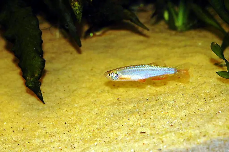 Pearl danio (Danio albolineatus)