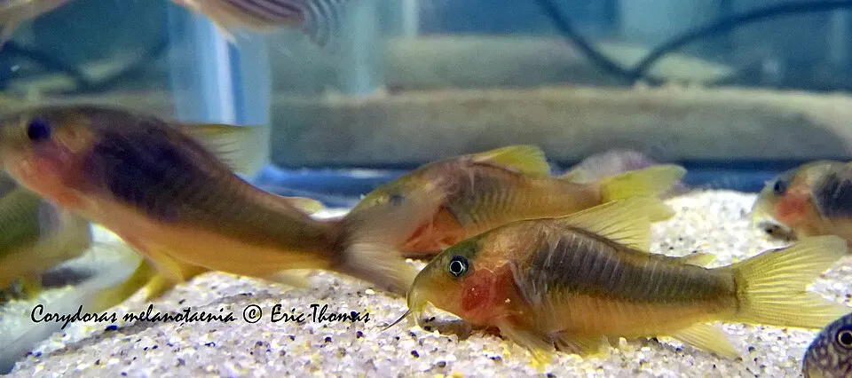Gold laser cory (Corydoras melanotaenia)