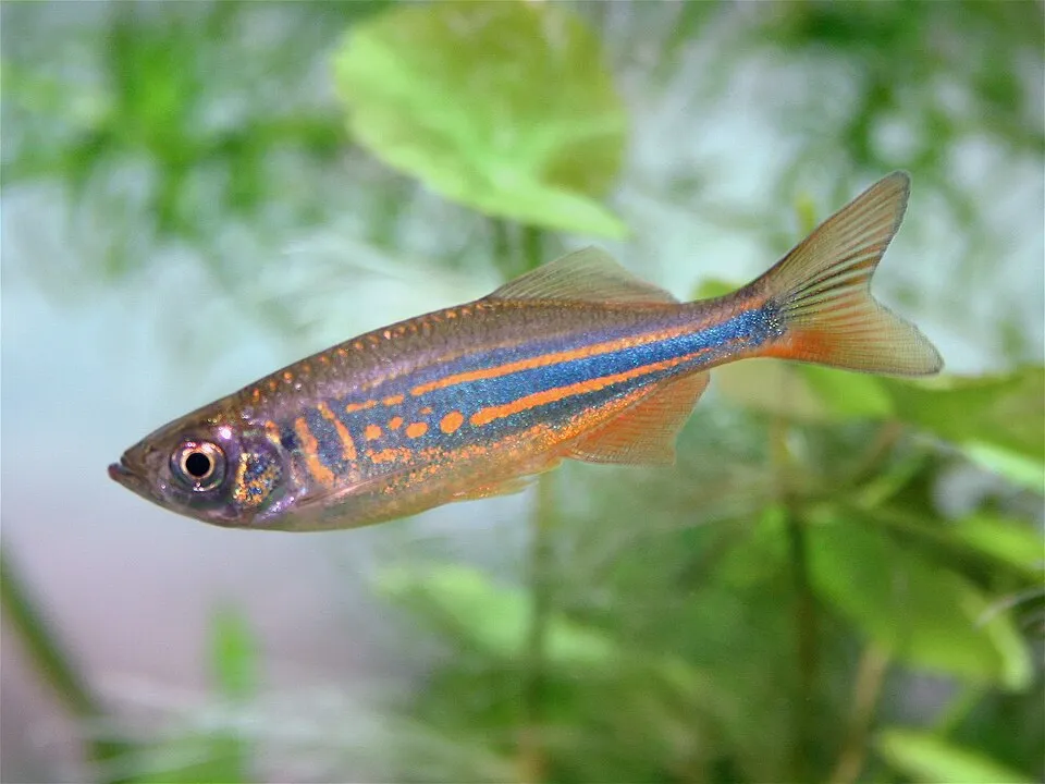 Giant danio (Devario aequipinnatus)