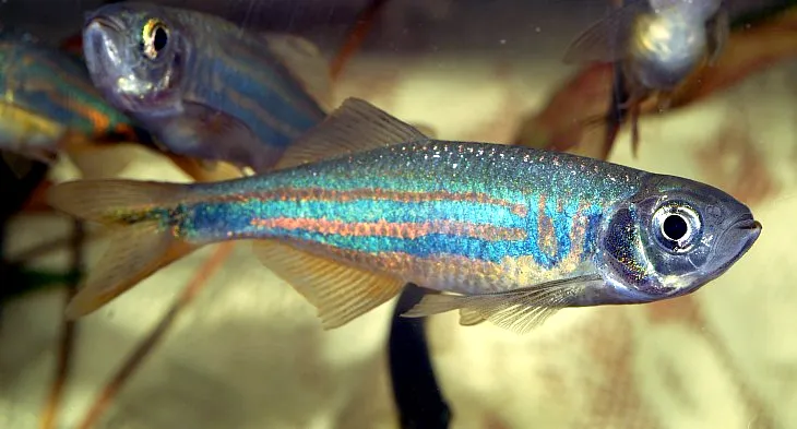 Malabar danio (Devario malabaricus)