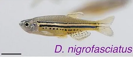 Spotted danio (Danio nigrofasciatus)