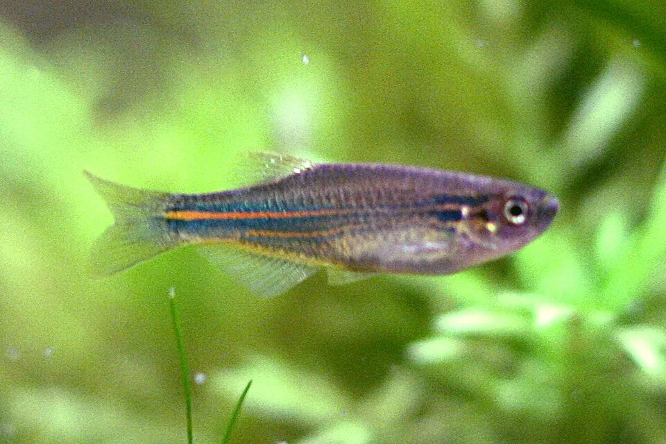 Blue danio (Danio kerri)