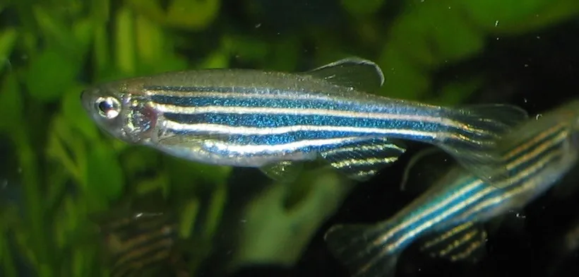 Zebra danio (Danio rerio)