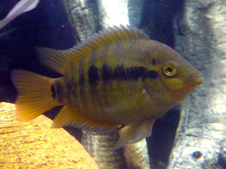 Rainbow Cichlid (Herotilapia multispinosa)