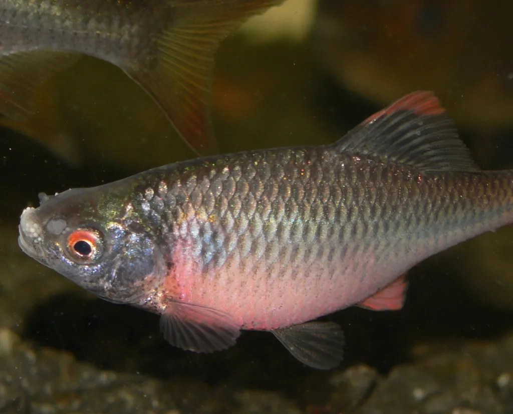 European Bitterling (Rhodeus amarus)