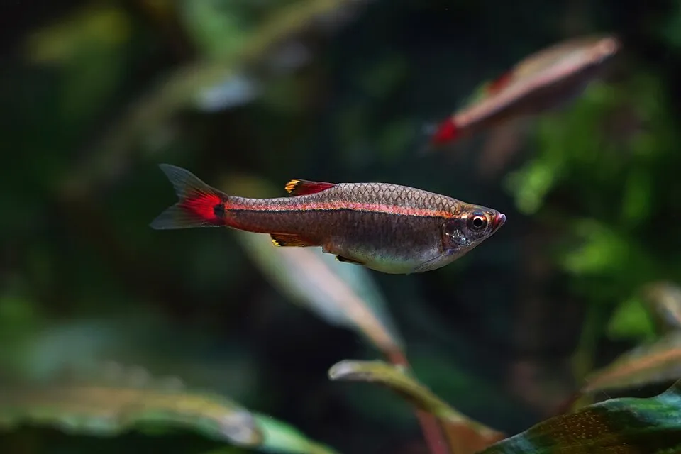 White Cloud Mountain minnow (Tanichthys albonubes)