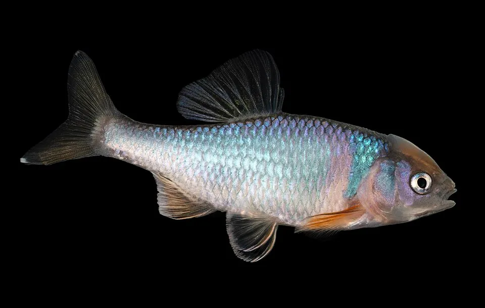 Red shiner (Cyprinella lutrensis)