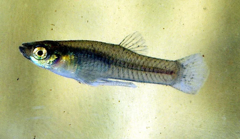 Western Mosquitofish (Gambusia affinis)