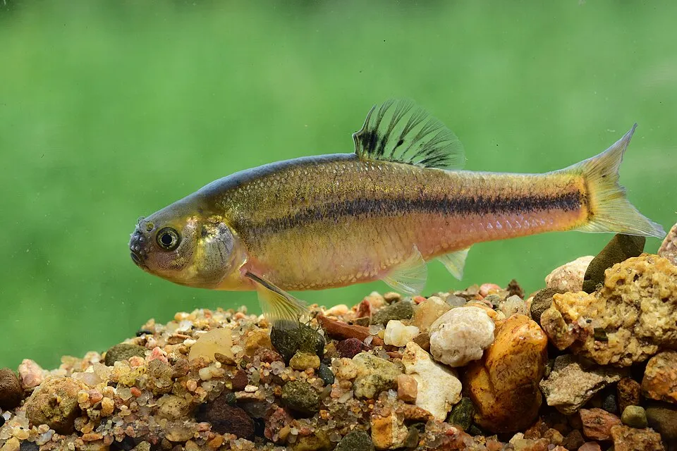 Fathead minnow (Pimephales promelas)