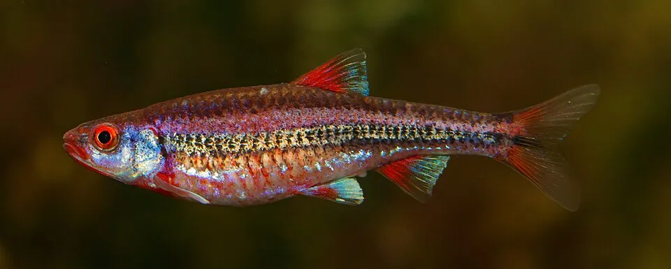 Rainbow shiner (Notropis chrosomus)