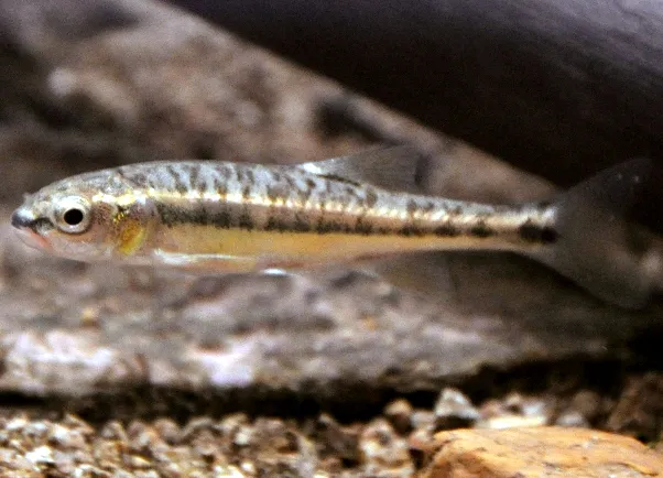 European minnow (Phoxinus phoxinus)
