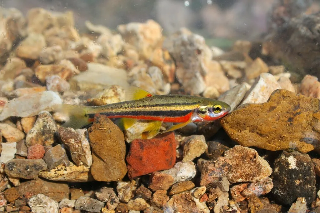 Southern redbelly dace (Phoxinus erythrogaster)