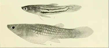 Melanzona Guppy (Poecilia parae)
