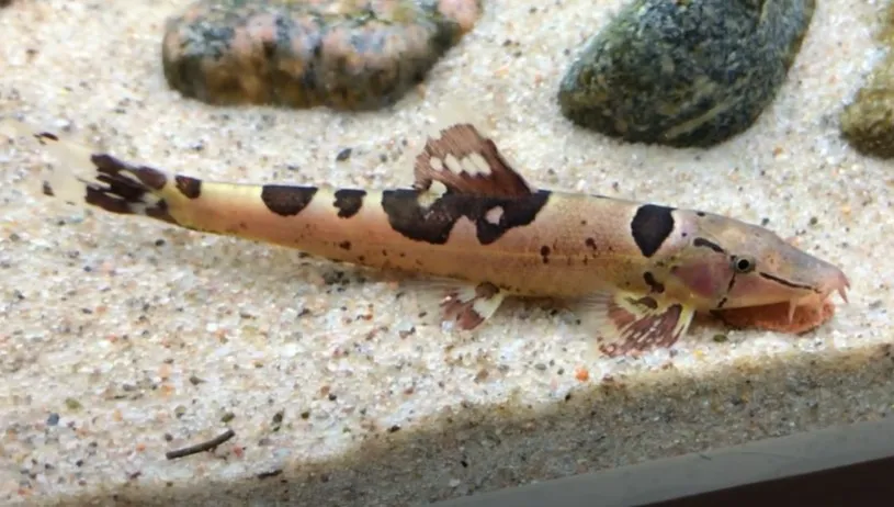 Saddle-back Loach (Homaloptera orthogoniata)