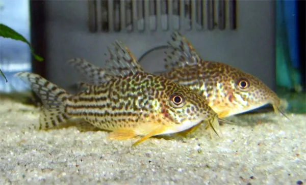 Mosaic cory (Corydoras haraldschultzi)
