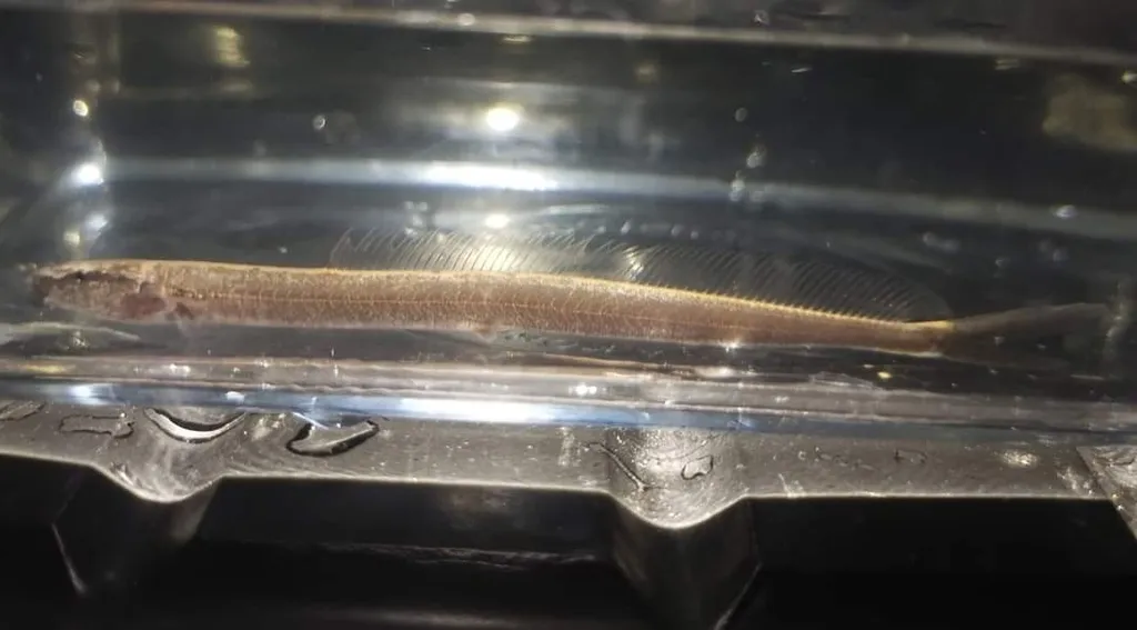 Fork-tailed loach (Vaillantella maassi)