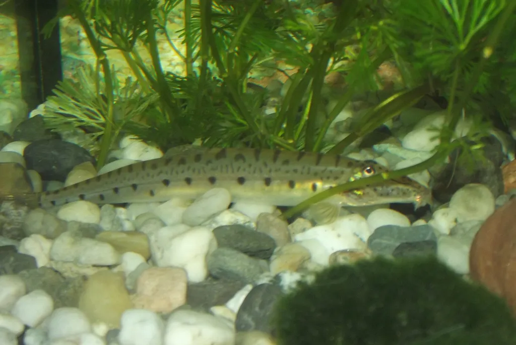 Horseface loach (Acantopsis dialuzona)