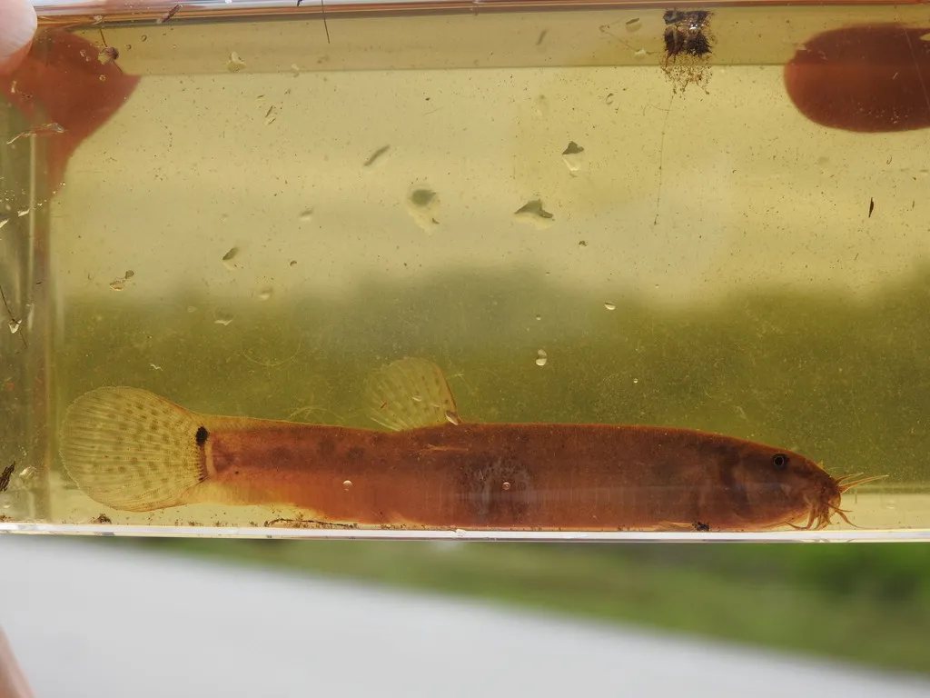 Weather Loach (Misgurnus anguillicaudatus)