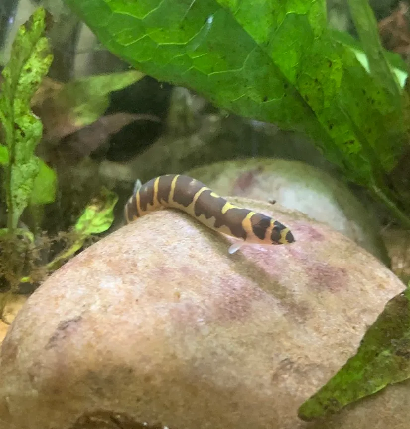 Half-banded kuhli loach (Pangio semicincta)
