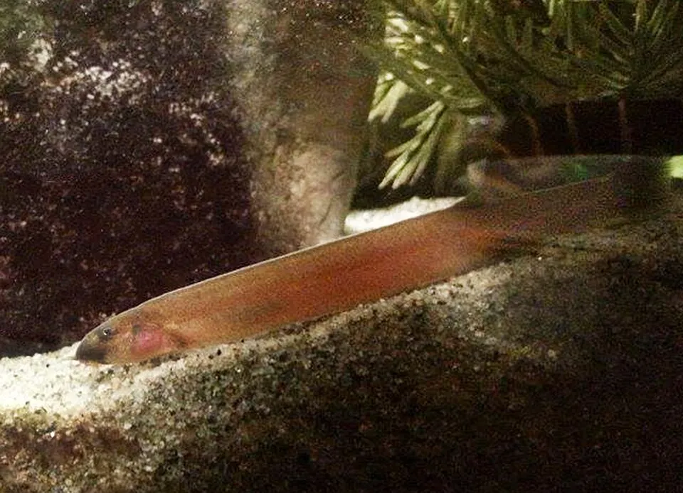 Java loach (Pangio oblonga)