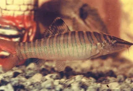Green tiger loach (Syncrossus hymenophysa)