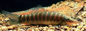Banded tiger loach (Syncrossus helodes)