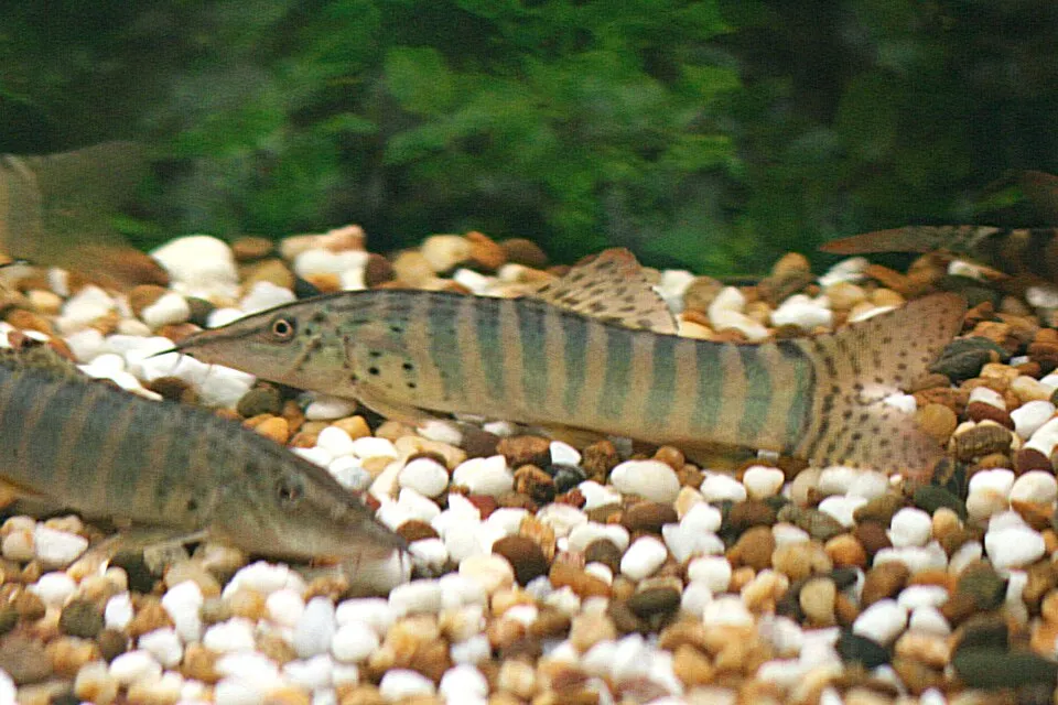 Redfin tiger loach (Syncrossus berdmorei)