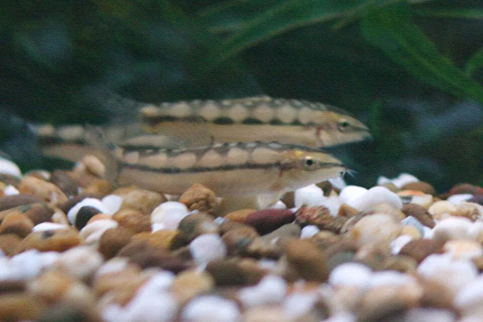 Dwarf botia (Ambastaia sidthimunki)