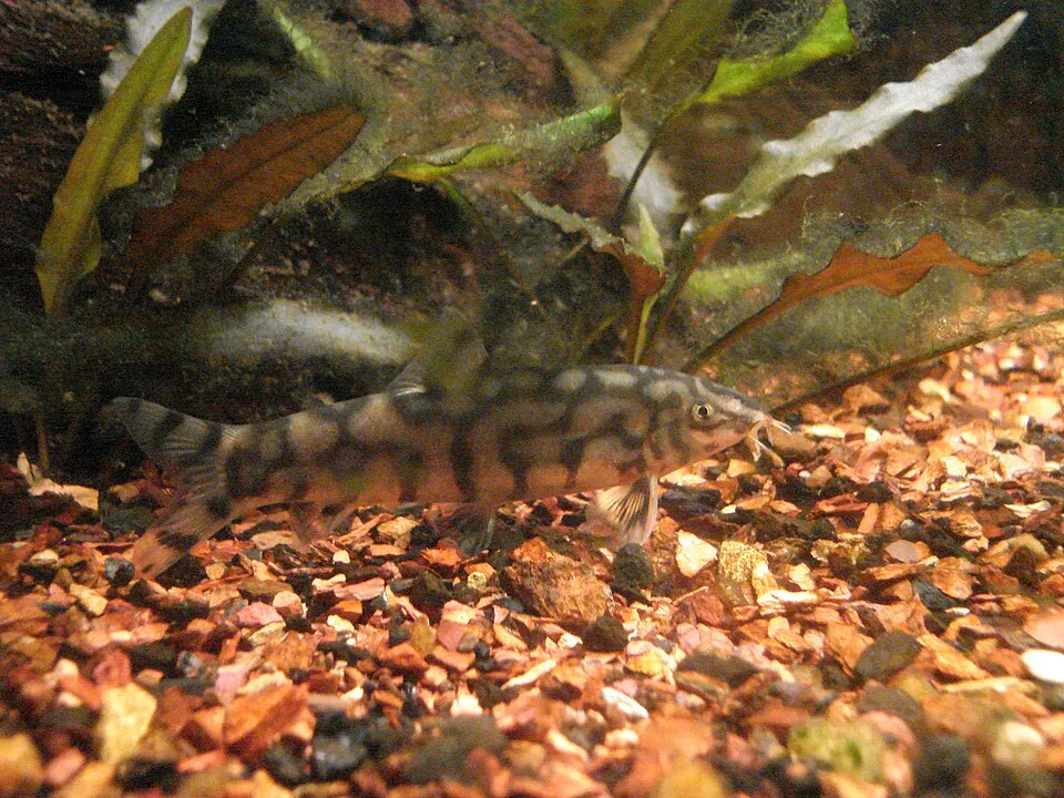 Yoyo loach (Botia almorhae)