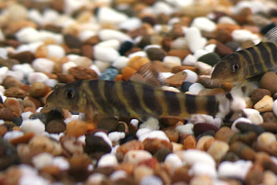 Bengal loach (Botia dario)