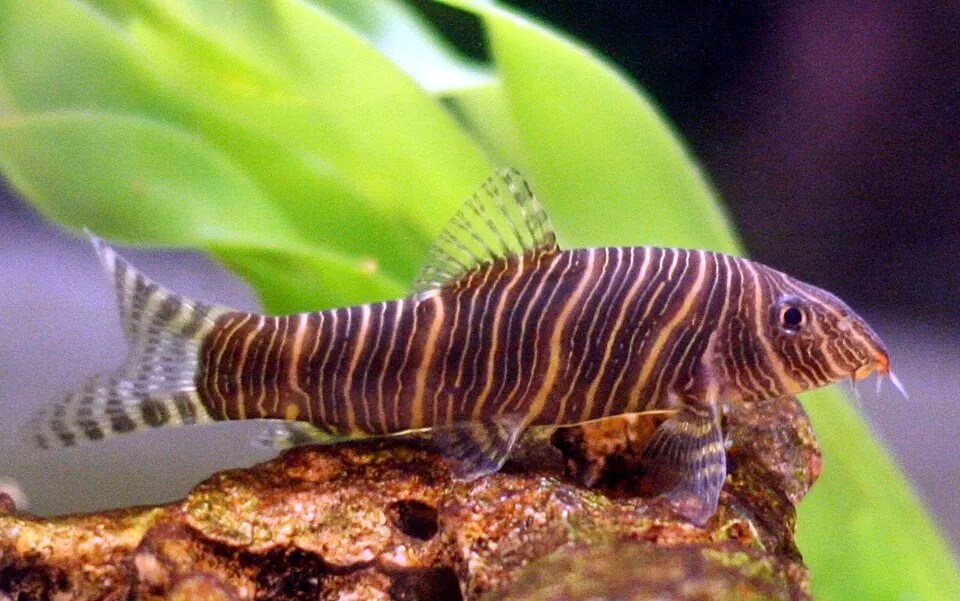 Zebra loach (Botia striata)