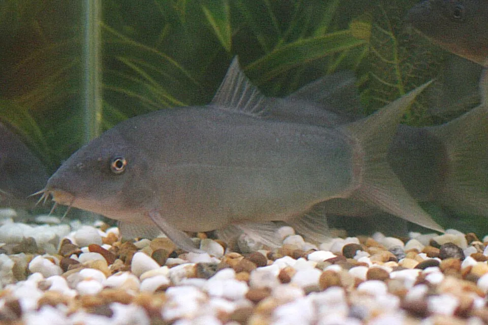 Redtail loach (Yasuhikotakia modesta)