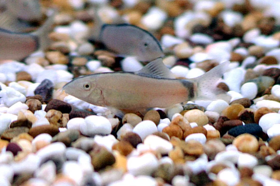 Skunk loach (Yasuhikotakia morleti)