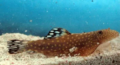 Borneo hillstream loach (Gastromyzon ctenocephalus)