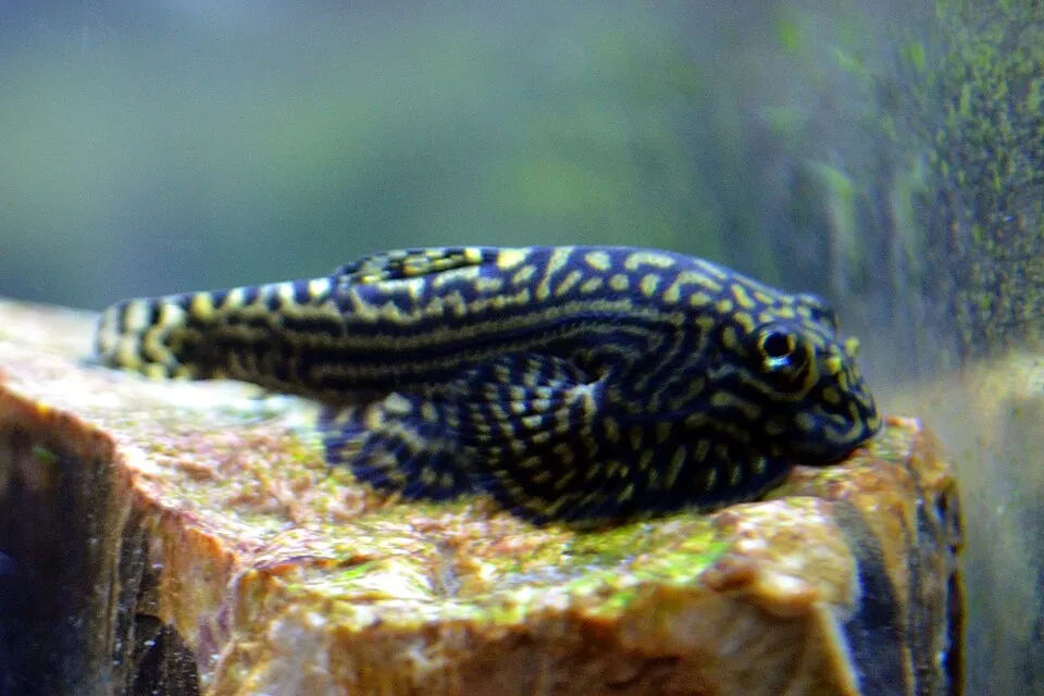 Tiger hillstream loach (Sewellia lineolata)