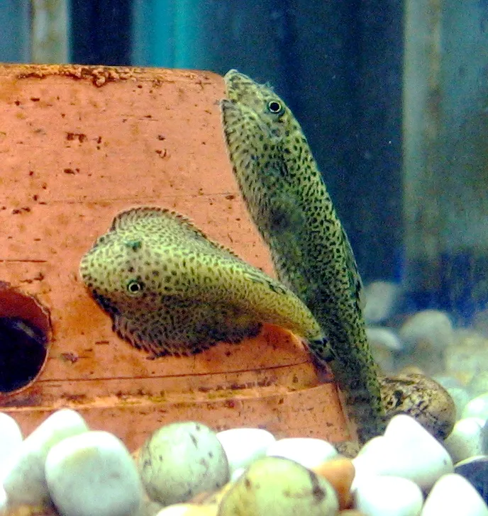 Butterfly Loach (Beaufortia kweichowensis)