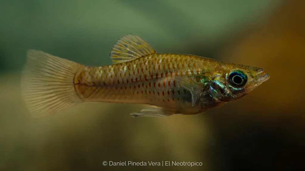 Black molly (Poecilia sphenops)