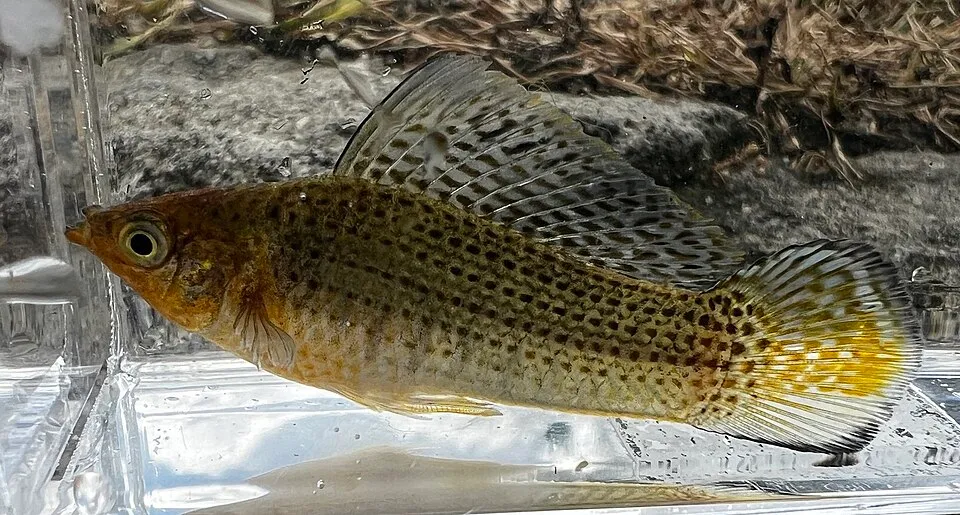 Dalmatian molly (Poecilia latipinna)