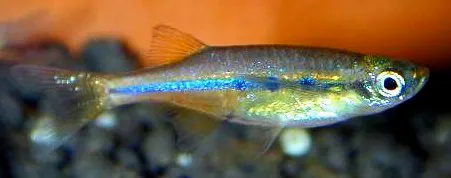 Orange Hatchet Danio (Laubuka dadiburjori)