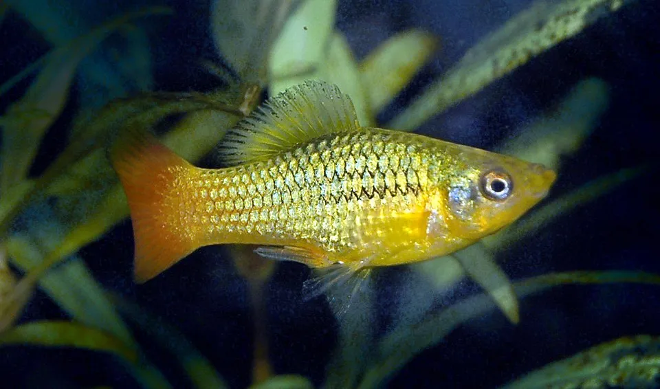 Variable platy (Xiphophorus variatus)