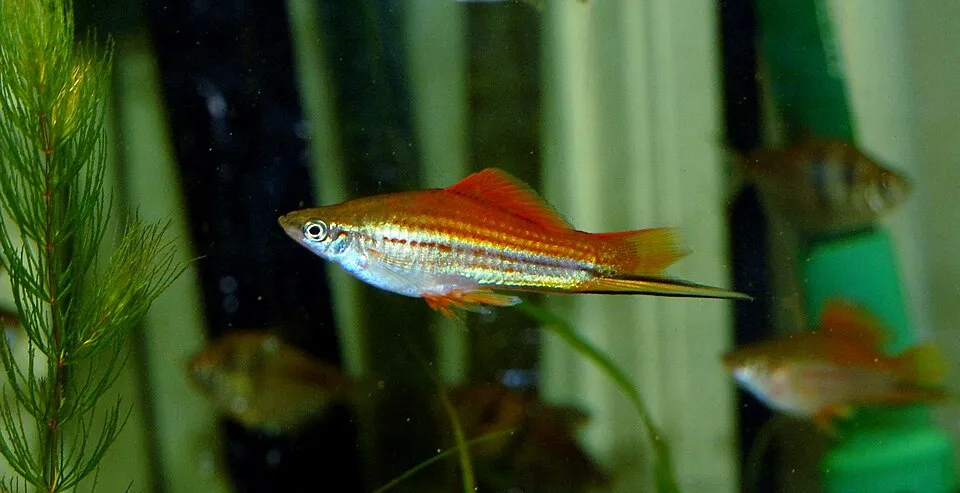 Green swordtail (Xiphophorus hellerii)