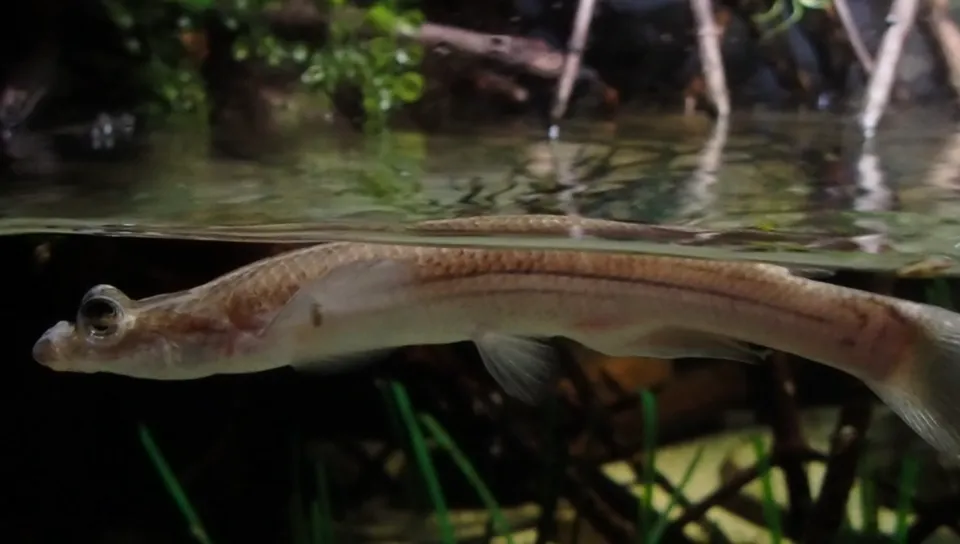 Largescale four-eyed fish (Anableps anableps)