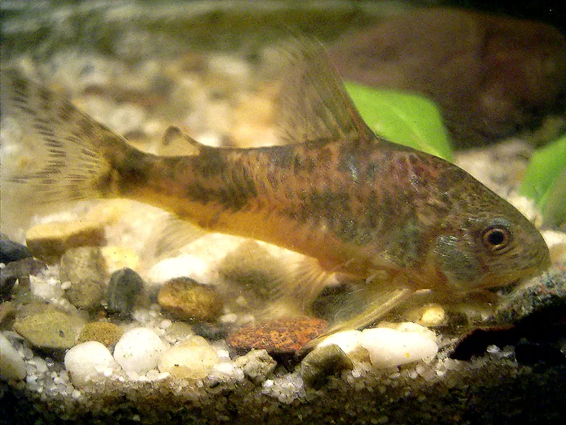 Peppered cory (Corydoras paleatus)