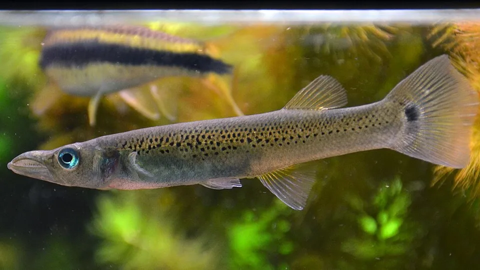Pike topminnow (Belonesox belizanus)