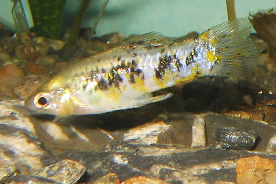 Cuban limia (Limia vittata)