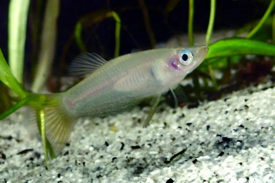 Knife livebearer (Alfaro cultratus)